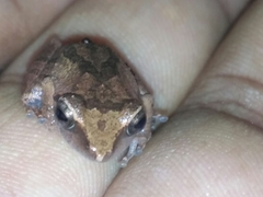 Pseudophilautus wynaadensis