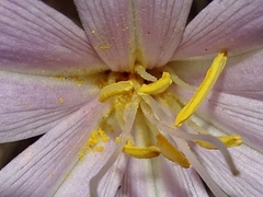 Colchicum autumnale