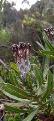 Protea lepidocarpodendron