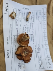 Cortinarius pyrophyllus