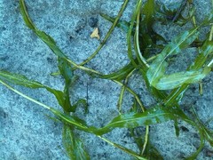 Potamogeton alpinus