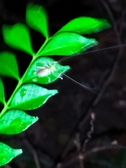 Tettigoniidea