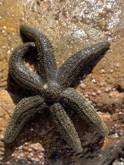 Leptasterias hexactis