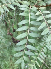 Sophora