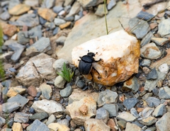 Scarabaeus laticollis