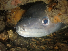 Conger conger