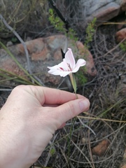 Gladiolus debilis