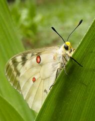 Parnassius clodius