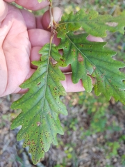 Quercus estremadurensis