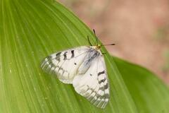 Parnassius clodius