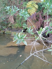 Caldcluvia paniculata