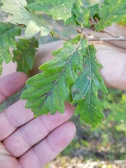 Quercus estremadurensis