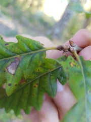 Quercus estremadurensis