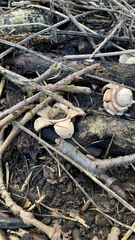 Geastrum triplex