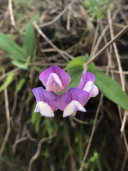 Lathyrus magellanicus
