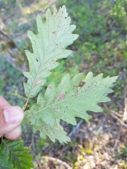 Quercus estremadurensis