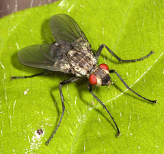 Dexiinae