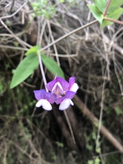 Lathyrus magellanicus
