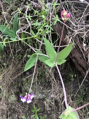 Lathyrus magellanicus