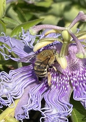 Amegilla quadrifasciata