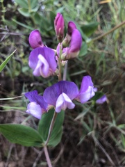 Lathyrus magellanicus