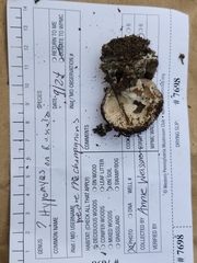 Hypomyces armeniacus