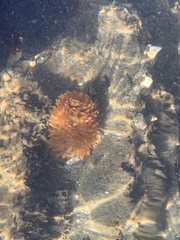 Eudistylia polymorpha