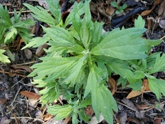 Artemisia douglasiana