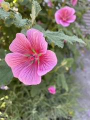 Anisodontea
