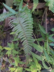 Blechnum hastatum
