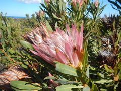 Protea compacta × longifolia