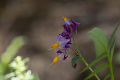 Solanum stoloniferum