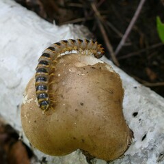 Arthrophaga myriapodina