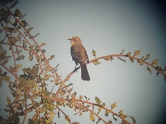 Mimus polyglottos
