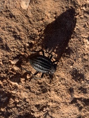 Philolithus sordidus