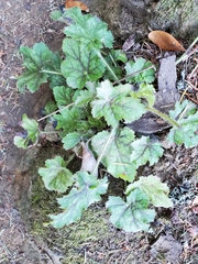 Heuchera micrantha