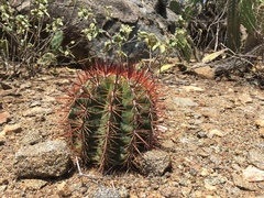 Melocactus macracanthos