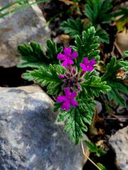 Glandularia tumidula