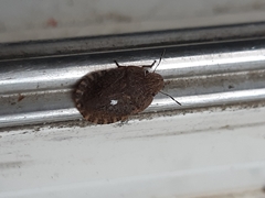 Sciocoris macrocephalus