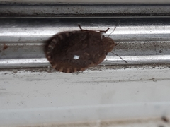 Sciocoris macrocephalus