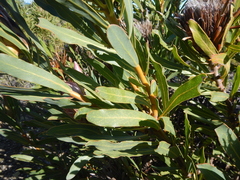 Protea compacta × longifolia