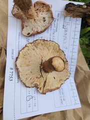 Hypomyces lateritius