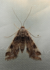 Cataclysta lemnata