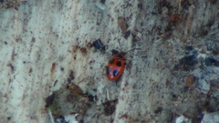 Endomychus coccineus