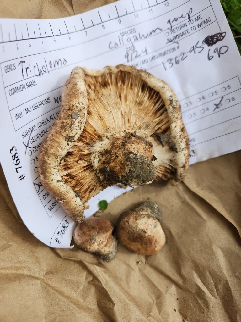 False Matsutake from Allegheny County, USPA, US on September 24, 2022