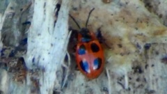 Endomychus coccineus