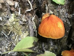 Pluteus aurantiorugosus