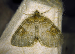 Plemyria georgii