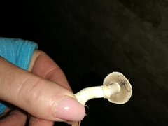Agaricus comtulus