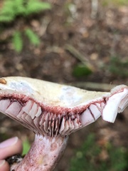 Lactarius subpurpureus